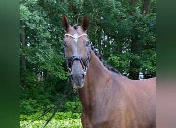 Koń hanowerski, Klacz, 7 lat, 174 cm, Ciemnokasztanowata