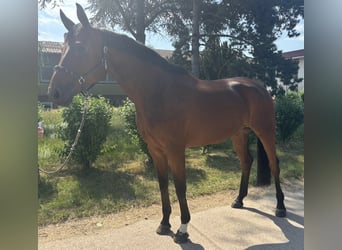 Koń hanowerski, Klacz, 7 lat, 174 cm, Gniada