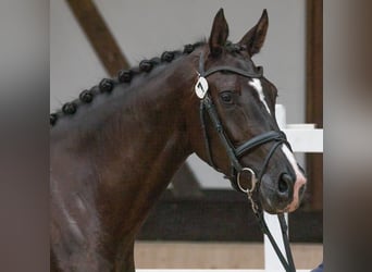 Koń hanowerski, Klacz, 7 lat, 174 cm, Kara