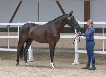 Koń hanowerski, Klacz, 7 lat, 174 cm, Kara