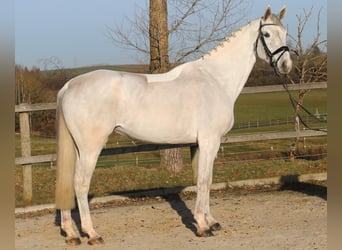 Koń hanowerski, Klacz, 7 lat, 174 cm, Siwa