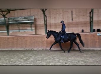 Koń hanowerski, Klacz, 7 lat, 174 cm, Skarogniada