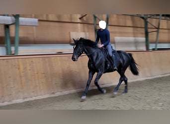 Koń hanowerski, Klacz, 7 lat, 174 cm, Skarogniada