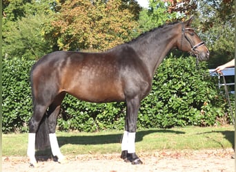 Koń hanowerski, Klacz, 7 lat, 175 cm, Ciemnogniada