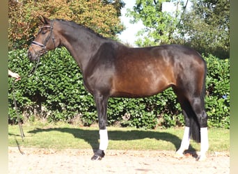 Koń hanowerski, Klacz, 7 lat, 175 cm, Ciemnogniada