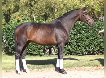 Koń hanowerski, Klacz, 7 lat, 175 cm, Ciemnogniada