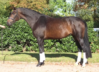 Koń hanowerski, Klacz, 7 lat, 175 cm, Ciemnogniada