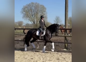 Koń hanowerski, Klacz, 7 lat, 175 cm, Kara