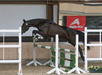 Koń hanowerski, Klacz, 7 lat, 175 cm, Kara
