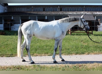 Koń hanowerski, Klacz, 7 lat, 175 cm, Siwa jabłkowita