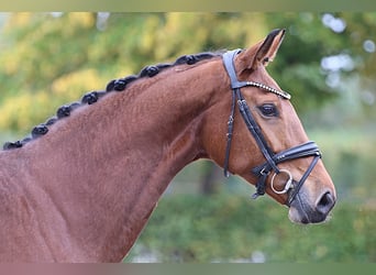 Koń hanowerski, Klacz, 7 lat, Gniada