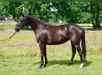 Koń hanowerski, Klacz, 8 lat, 160 cm, Kara
