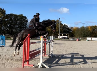 Koń hanowerski, Klacz, 8 lat, 160 cm, Skarogniada