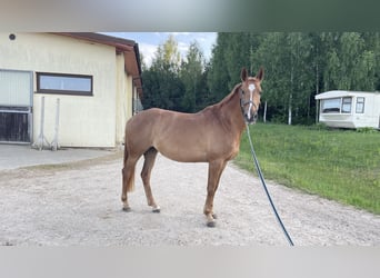 Koń hanowerski Mix, Klacz, 8 lat, 163 cm, Ciemnokasztanowata
