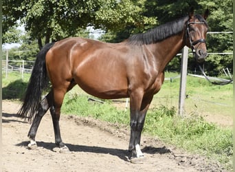 Koń hanowerski, Klacz, 8 lat, 164 cm, Ciemnogniada