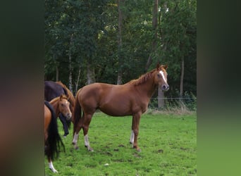 Koń hanowerski, Klacz, 8 lat, 164 cm, Ciemnokasztanowata