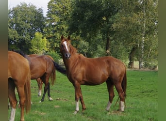Koń hanowerski, Klacz, 8 lat, 164 cm, Ciemnokasztanowata