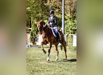 Koń hanowerski, Klacz, 8 lat, 164 cm, Kasztanowata