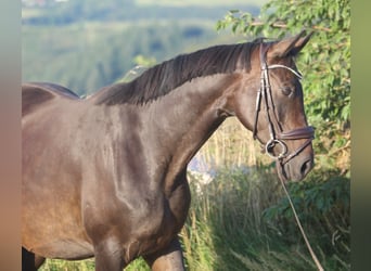 Koń hanowerski, Klacz, 8 lat, 165 cm, Ciemnogniada