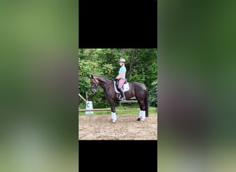 Koń hanowerski, Klacz, 8 lat, 165 cm, Ciemnokasztanowata