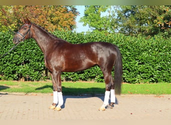 Koń hanowerski, Klacz, 8 lat, 165 cm, Ciemnokasztanowata