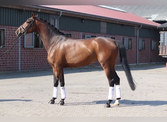 Koń hanowerski, Klacz, 8 lat, 165 cm, Ciemnokasztanowata