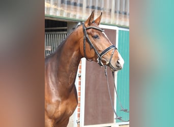 Koń hanowerski, Klacz, 8 lat, 165 cm, Ciemnokasztanowata
