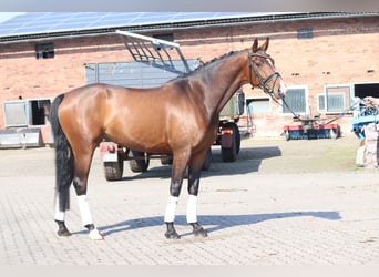 Koń hanowerski, Klacz, 8 lat, 165 cm, Ciemnokasztanowata