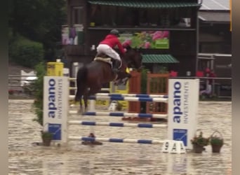 Koń hanowerski, Klacz, 8 lat, 165 cm, Gniada