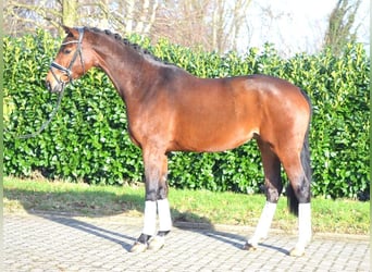 Koń hanowerski, Klacz, 8 lat, 165 cm, Gniada