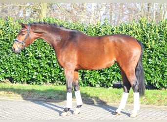 Koń hanowerski, Klacz, 8 lat, 165 cm, Gniada