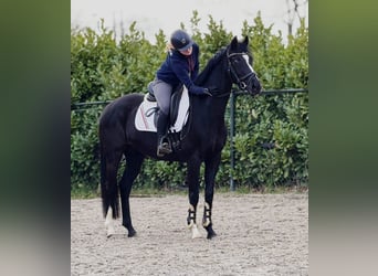 Koń hanowerski, Klacz, 8 lat, 165 cm, Kara