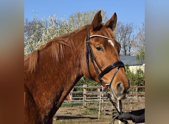 Koń hanowerski, Klacz, 8 lat, 165 cm, Kasztanowata