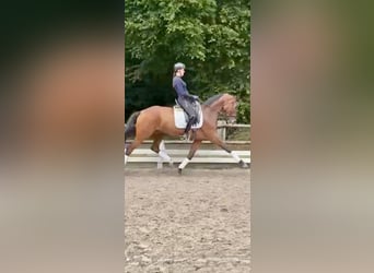 Koń hanowerski, Klacz, 8 lat, 166 cm, Gniada