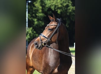 Koń hanowerski, Klacz, 8 lat, 167 cm, Ciemnogniada