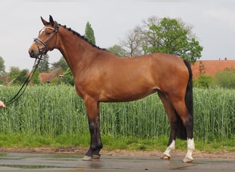 Koń hanowerski, Klacz, 8 lat, 167 cm, Gniada