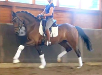 Koń hanowerski, Klacz, 8 lat, 167 cm, Gniada