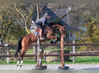 Koń hanowerski, Klacz, 8 lat, 167 cm, Gniada