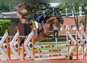 Koń hanowerski, Klacz, 8 lat, 167 cm, Gniada