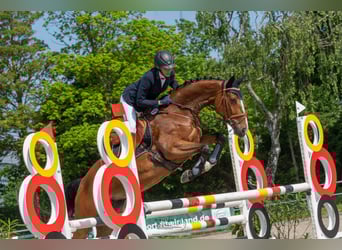 Koń hanowerski, Klacz, 8 lat, 167 cm, Gniada