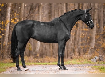 Koń hanowerski, Klacz, 8 lat, 167 cm, Kara