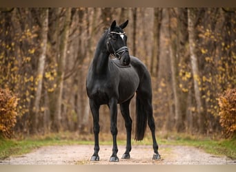 Koń hanowerski, Klacz, 8 lat, 167 cm, Kara