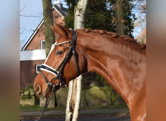 Koń hanowerski, Klacz, 8 lat, 167 cm, Kasztanowata