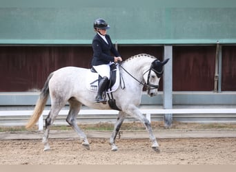 Koń hanowerski, Klacz, 8 lat, 167 cm, Siwa