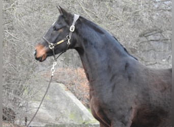 Koń hanowerski, Klacz, 8 lat, 168 cm, Ciemnogniada