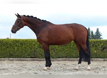 Koń hanowerski, Klacz, 8 lat, 168 cm, Ciemnogniada
