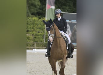 Koń hanowerski, Klacz, 8 lat, 168 cm, Ciemnokasztanowata