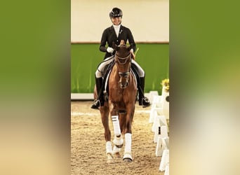 Koń hanowerski, Klacz, 8 lat, 168 cm, Ciemnokasztanowata