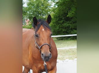 Koń hanowerski, Klacz, 8 lat, 168 cm, Gniada