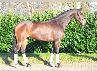 Koń hanowerski, Klacz, 8 lat, 168 cm, Gniada